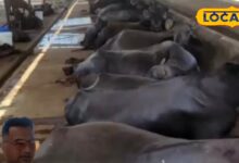 Murrah Buffalo Milk Production in Jalore