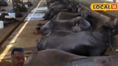 Murrah Buffalo Milk Production in Jalore