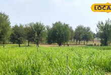 Pearl Millet Green Fodder | How to grow Bajra for green fodder in summer | हरे चारे के लिए बाजरे की खेती