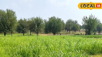 Pearl Millet Green Fodder | How to grow Bajra for green fodder in summer | हरे चारे के लिए बाजरे की खेती