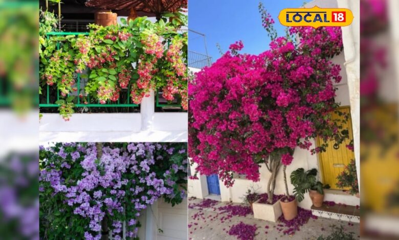 Summer Gardening Tips: घर की छत को बनाना है ग्रीन पैराडाइज? ये 6 क्लाइंबर पौधे हैं बेस्ट चॉइस