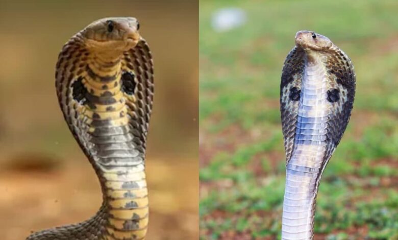 saanp| saanp dasne ke lakshan| snake bite symptoms| सांप ने डसा है ये कैसे पता चलेगा, कोबरा, करैत, वाइपर के जहर के लक्षण क्या होते हैं? ऐसे पहचानें