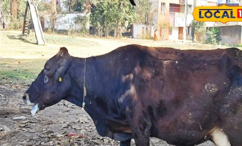 अगर गाय खा रही है प्लास्टिक या कागज, तो हो सकती है ये गंभीर बीमारी