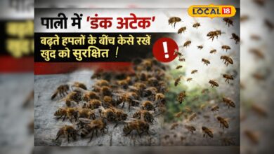 अचानक क्यों बढ़ गए मधुमक्खियों के हमले, विशेषज्ञों ने बता दिया बचाव का अचूक उपाय!