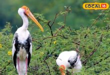 अब बड़े पर्दे पर उड़ेगी भरतपुर की विरासत! केवलादेव के पक्षियों की अनदेखी दुनिया दिखाएगी खास फिल्म “उड़ती विरासत”