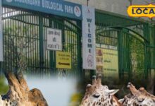 उदयपुर में भी अब दिखेंगे जिराफ! सज्जनगढ़ पार्क में शुरू होगी नई सफारी, टूरिज्म को मिलेगा बड़ा बूस्ट