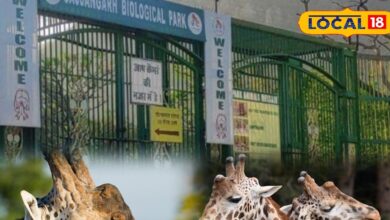 उदयपुर में भी अब दिखेंगे जिराफ! सज्जनगढ़ पार्क में शुरू होगी नई सफारी, टूरिज्म को मिलेगा बड़ा बूस्ट