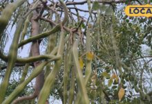 एक पौधा, कई फायदे! सहजन क्यों बनता जा रहा है हर घर की जरूरत, जानिए सही तरीका