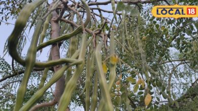 एक पौधा, कई फायदे! सहजन क्यों बनता जा रहा है हर घर की जरूरत, जानिए सही तरीका