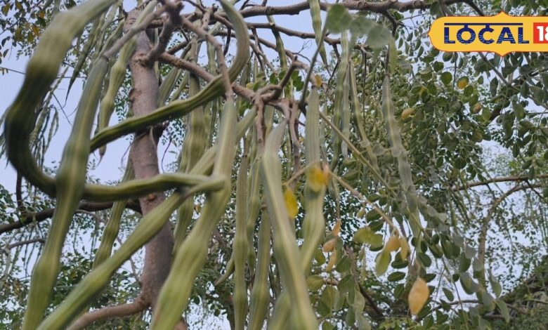 एक पौधा, कई फायदे! सहजन क्यों बनता जा रहा है हर घर की जरूरत, जानिए सही तरीका