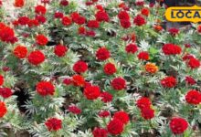 ऐसा बिजनेस जिसकी साल भर घर-घर में रहती है डिमांड, कैसें करें और कितना होगा लाभ, यहां पढ़ें पूरा गणित