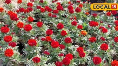 ऐसा बिजनेस जिसकी साल भर घर-घर में रहती है डिमांड, कैसें करें और कितना होगा लाभ, यहां पढ़ें पूरा गणित