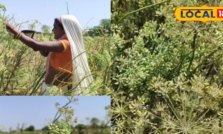 कम खर्च, ज्यादा कमाई का फॉर्मूला! पार्वती सैनी की सौंफ खेती मॉडल से सीख रहे किसान, हर सीजन में हो रही बंपर इनकम