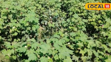 कम लागत में ज्यादा उत्पादन का फॉर्मूला! नागौर के किसान ऐसे कर रहे कपास की स्मार्ट खेती और दोगुनी कर रहे कमाई