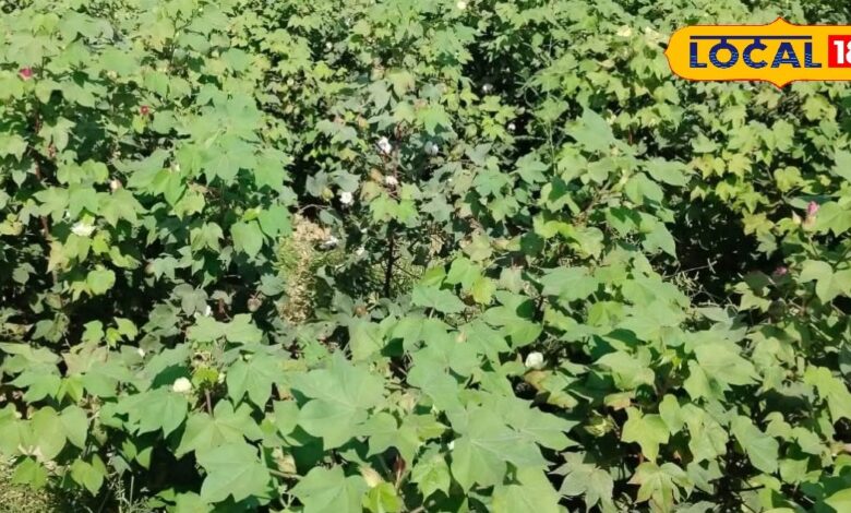 कम लागत में ज्यादा उत्पादन का फॉर्मूला! नागौर के किसान ऐसे कर रहे कपास की स्मार्ट खेती और दोगुनी कर रहे कमाई