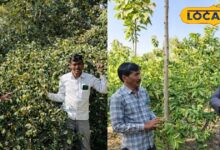 किसान लिखमाराम की सफलता | Farmer Likhamaram Success Story Nagaur