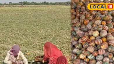 कीचड़ में उगता है खरबूजे की यह खास वैरायटी, मिठास ने जीता लागों का दिल, किसानों को हो रही अच्छी कमाई