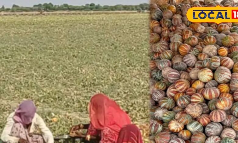 कीचड़ में उगता है खरबूजे की यह खास वैरायटी, मिठास ने जीता लागों का दिल, किसानों को हो रही अच्छी कमाई