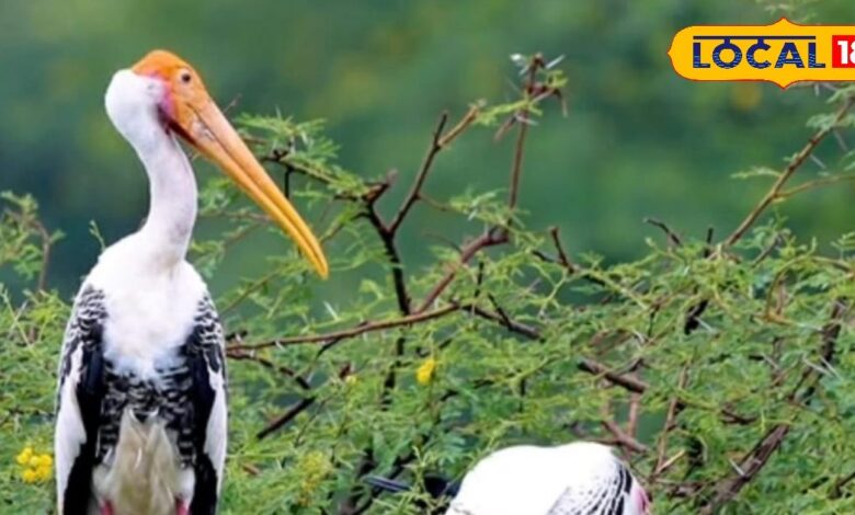 केवलादेव नेशनल पार्क पर फिल्म 'उड़ती विरासत'