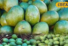 कोटे की कच्ची कैरी की बढ़ती डिमांड! स्वाद ऐसा कि नाम सुनते ही टूट पड़ते हैं लोग, अचार के लिए तो है सबसे बेस्ट