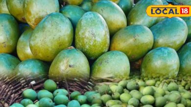 कोटे की कच्ची कैरी की बढ़ती डिमांड! स्वाद ऐसा कि नाम सुनते ही टूट पड़ते हैं लोग, अचार के लिए तो है सबसे बेस्ट