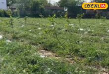 क्या आप भी जैविक खेती करना चाहते हैं? अलवर के इस युवा किसान से सीखिए आधुनिक खेती के नए गुर, कमाए मोटा मुनाफा! – News18 हिंदी