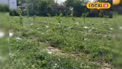 क्या आप भी जैविक खेती करना चाहते हैं? अलवर के इस युवा किसान से सीखिए आधुनिक खेती के नए गुर, कमाए मोटा मुनाफा! – News18 हिंदी