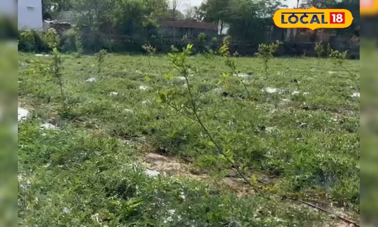 क्या आप भी जैविक खेती करना चाहते हैं? अलवर के इस युवा किसान से सीखिए आधुनिक खेती के नए गुर, कमाए मोटा मुनाफा! – News18 हिंदी