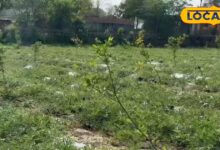 क्या है 34 बीघा का 'प्रॉफिट फॉर्मूला'? किसान ने दिखाई आधुनिक खेती की राह, बिना केमिकल के हो रही बम्पर कमाई