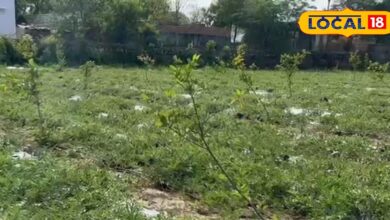 क्या है 34 बीघा का 'प्रॉफिट फॉर्मूला'? किसान ने दिखाई आधुनिक खेती की राह, बिना केमिकल के हो रही बम्पर कमाई