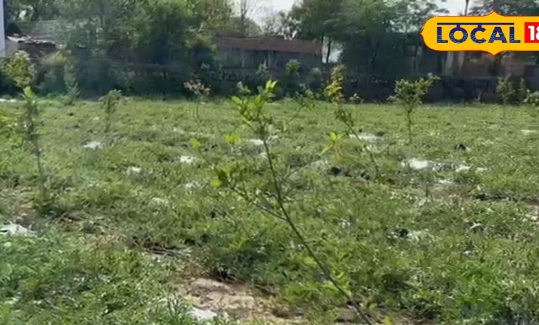 क्या है 34 बीघा का 'प्रॉफिट फॉर्मूला'? किसान ने दिखाई आधुनिक खेती की राह, बिना केमिकल के हो रही बम्पर कमाई