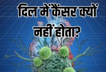 क्यों नहीं होता दिल में जल्दी कैंसर? चूहों पर हुई रिसर्च ने मिला जवाब, सामने आयी हार्ट की ये खासियत