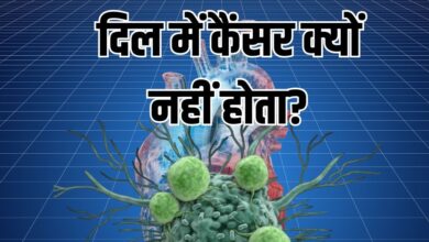क्यों नहीं होता दिल में जल्दी कैंसर? चूहों पर हुई रिसर्च ने मिला जवाब, सामने आयी हार्ट की ये खासियत