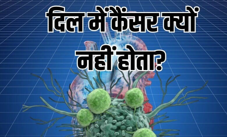 क्यों नहीं होता दिल में जल्दी कैंसर? चूहों पर हुई रिसर्च ने मिला जवाब, सामने आयी हार्ट की ये खासियत
