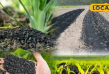 खाली खेत में बायोचार का उपयोग क्यों है फायदेमंद, जानें मिट्टी सुधार और ज्यादा उत्पादन का तरीका