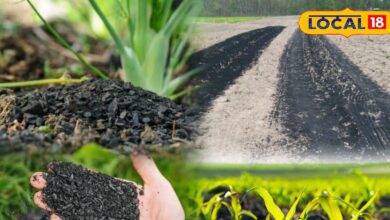 खाली खेत में बायोचार का उपयोग क्यों है फायदेमंद, जानें मिट्टी सुधार और ज्यादा उत्पादन का तरीका