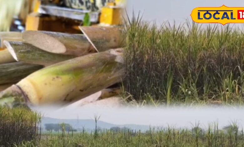 गन्ने की फसल में छुपा बड़ा खतरा… ये छोटी गलती कर दी तो पूरी मेहनत हो जाएगी बर्बाद