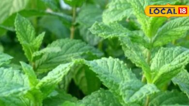 गर्मियों में मिलने वाला यह पौधा सेहत के लिए फायदेमंद, कई गंभीर बीमारियों का जड़ से करता खात्मा
