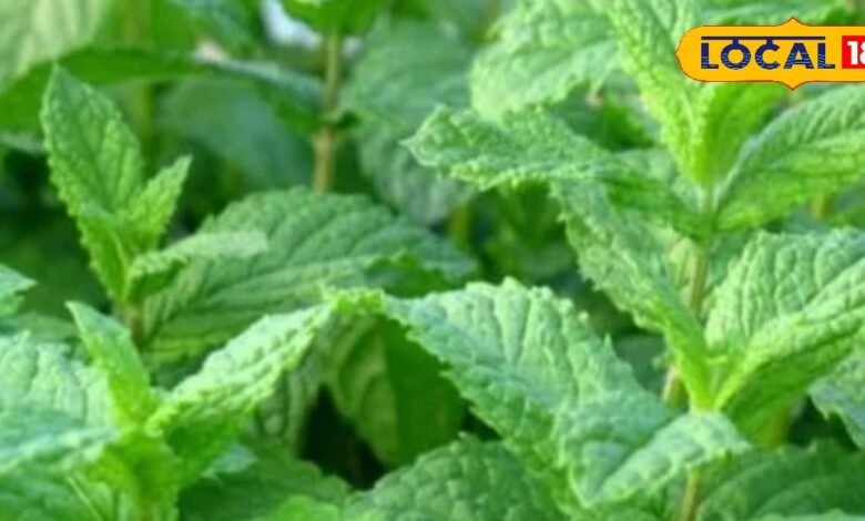 गर्मियों में मिलने वाला यह पौधा सेहत के लिए फायदेमंद, कई गंभीर बीमारियों का जड़ से करता खात्मा