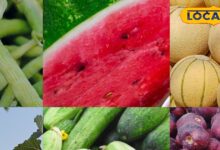 गर्मी में खुद को बचाना है? खाएं ये देसी फल, शरीर रहेगा ठंडा, दूर होगी थकान और मिलेगा नेचुरल एनर्जी बूस्ट