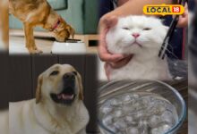 गर्मी में घर पर अपने पेट्स का इस तरह रखें ख्याल, वेटरनरी डॉक्टर के पास नहीं पड़ेगी जाने की जरूरत