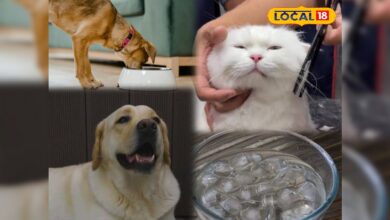 गर्मी में घर पर अपने पेट्स का इस तरह रखें ख्याल, वेटरनरी डॉक्टर के पास नहीं पड़ेगी जाने की जरूरत