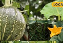 गर्मी में लौकी-कद्दू की फसल पर रोग-कीट का अटैक! बचाव के आसान तरीके जानें, वरना होगा भारी नुकसान