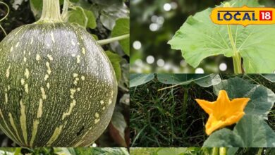 गर्मी में लौकी-कद्दू की फसल पर रोग-कीट का अटैक! बचाव के आसान तरीके जानें, वरना होगा भारी नुकसान