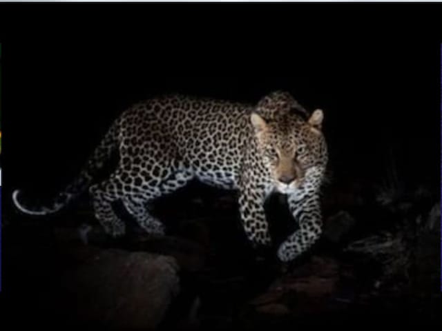 हाईवे पर आया लेपर्ड और हुआ हादसा! घायल हालत में सड़क पर पड़ा रहा, ट्रैफिक थमा