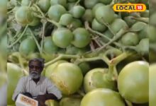 छोटा फल बड़ा कमाल! फल, पत्ते और छाल सब में है औषधीय गुण, फायदे जानकर रह जाएंगे हैरान