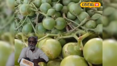 छोटा फल बड़ा कमाल! फल, पत्ते और छाल सब में है औषधीय गुण, फायदे जानकर रह जाएंगे हैरान