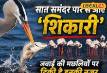 जवाई बांध पर विदेशी पक्षियों का 'हंटर अवतार', मछलियों के शिकार का रोमांच देखने उमड़ रहे पर्यटक, Video – News18 हिंदी