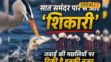 जवाई बांध पर विदेशी पक्षियों का 'हंटर अवतार', मछलियों के शिकार का रोमांच देखने उमड़ रहे पर्यटक, Video – News18 हिंदी