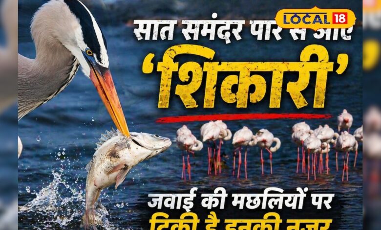 जवाई बांध पर विदेशी पक्षियों का 'हंटर अवतार', मछलियों के शिकार का रोमांच देखने उमड़ रहे पर्यटक, Video – News18 हिंदी